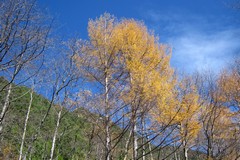 槍ヶ岳ハイキング／カラマツの黄葉