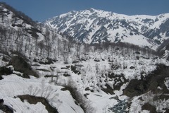 大雪渓から白馬岳へ／雪に覆われた猿倉の林道（２）