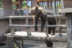 阿蘇「カドリー・ドミニオン」／観光客におやつを要求するヒグマ