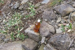 西黒尾根から谷川岳へ／放置された謎のペットボトル