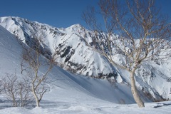 唐松岳ハイキング／白馬三山をバックに「上の樺」