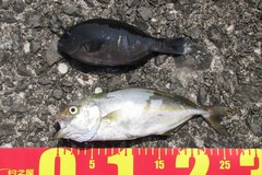 下田港・犬走島堤防で五目釣り／フカセ釣りで「ショゴ」