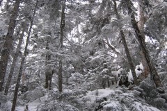 日光白根山／うっすらと雪に覆われた木々